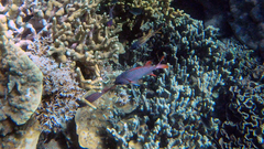 Myripristis violacea