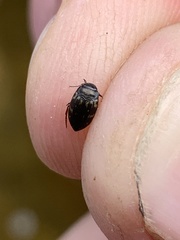 Leconectes striatellus