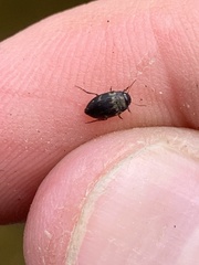 Leconectes striatellus