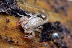 Euscorpius sicanus