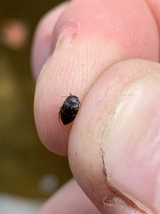Leconectes striatellus