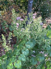 Symphyotrichum elliottii