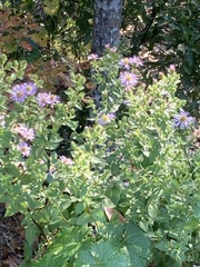 Symphyotrichum elliottii