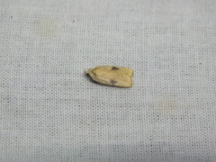 Agonopterix nervosa