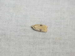 Agonopterix nervosa
