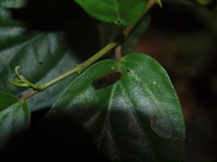 Cryptaspasma