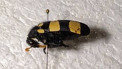 Hycleus maculiventris