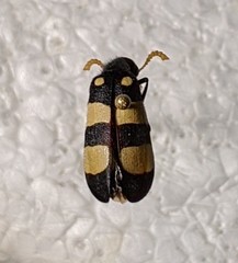 Hycleus maculiventris