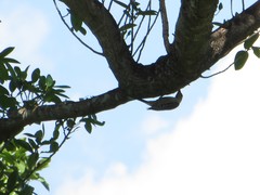 Melanerpes carolinus image
