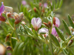 Astragalus microcystis