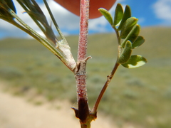 Astragalus microcystis