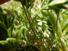 Astragalus microcystis