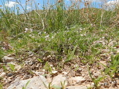 Astragalus microcystis