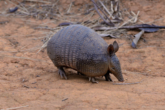 Dasypus septemcinctus septemcinctus