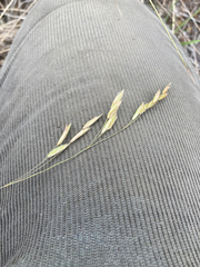 Festuca campestris