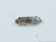 Peripsocus subfasciatus