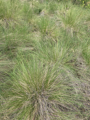 Festuca campestris
