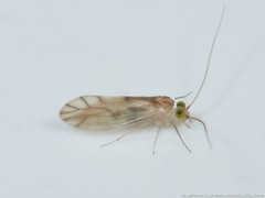 Xanthocaecilius