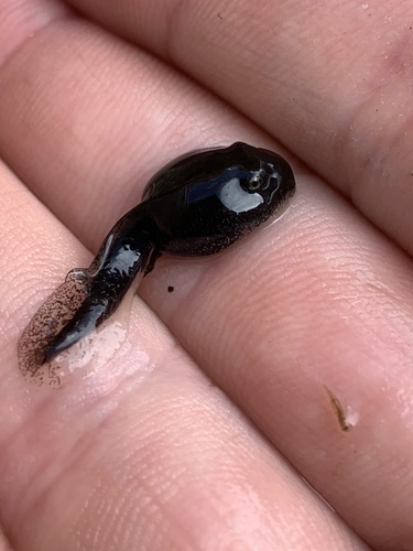 Pacific chorus frog photographed in Nevada