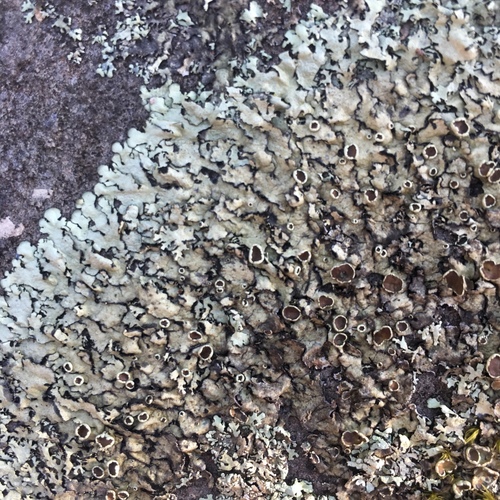 Xanthoparmelia angustiphylla image