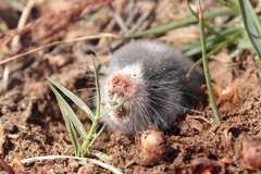 Cape Mole-Rat photo 3