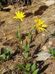Arnica angustifolia