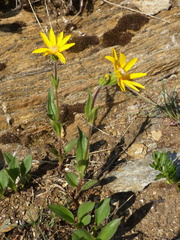 Arnica angustifolia