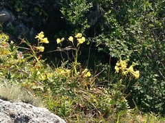 Delphinium luteum
