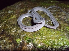 Xenodermus javanicus