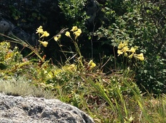Delphinium luteum
