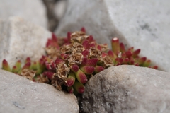 Drosanthemum stokoei