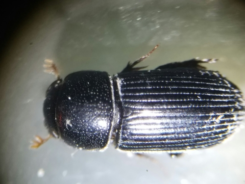 Black Fairway Beetle photo 3