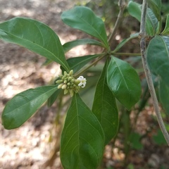 Morinda royoc