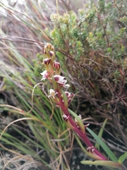 Disa ocellata