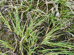 Carex lenticularis