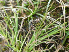 Carex lenticularis
