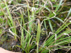 Carex lenticularis