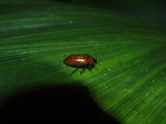 Pselaphacus nigropunctatus