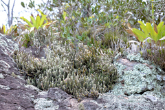 Rhipsalis dissimilis