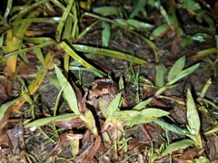 Microhyla palmipes