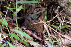 Monodelphis americana