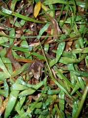 Microhyla palmipes