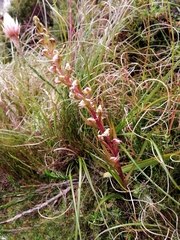 Disa ocellata