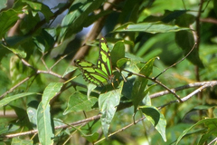 Philaethria wernickei