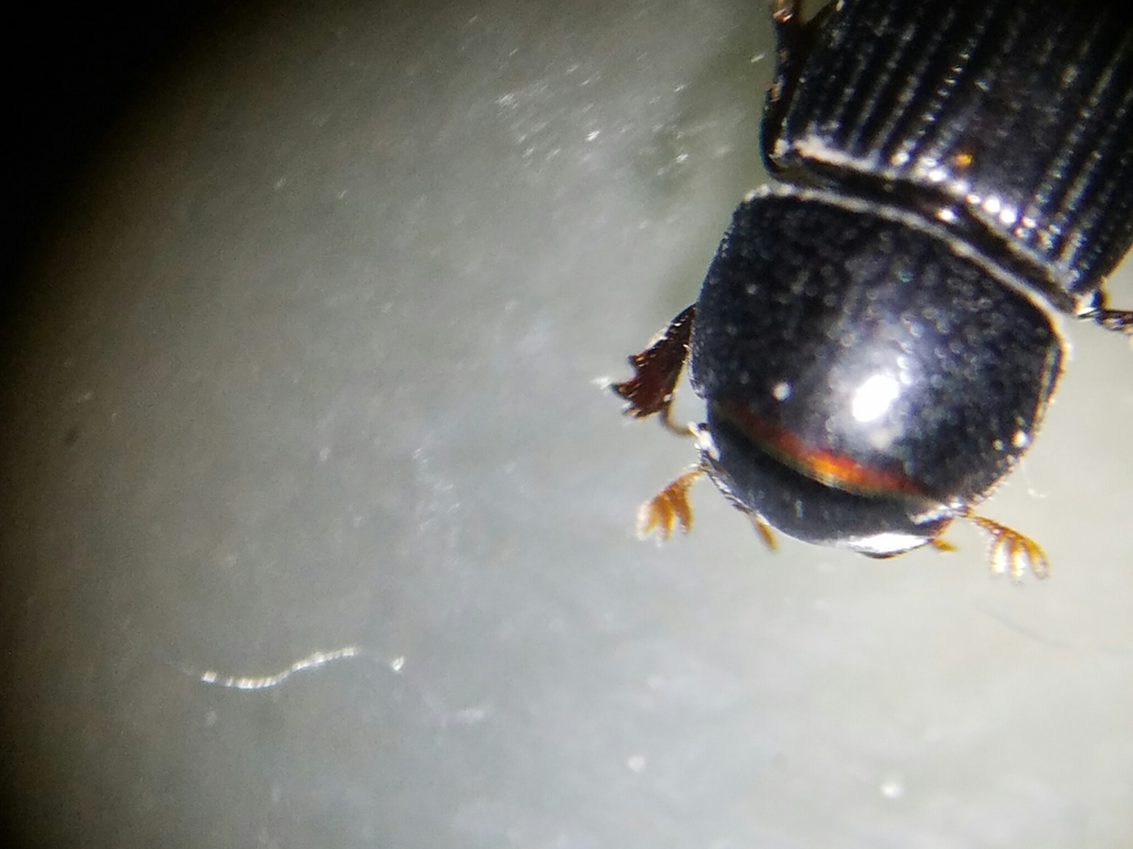 Black Fairway Beetle