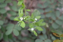 Lithospermum matamorense