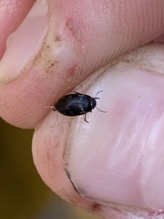 Leconectes striatellus