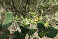 Rhamnus lycioides