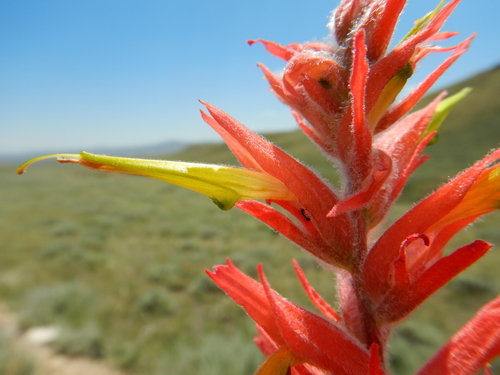Wyoming Indian paintbrush (Castilleja linariifolia)