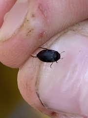 Leconectes striatellus